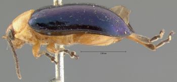 Media type: image; Entomology 18762   Aspect: habitus lateral view